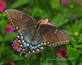Black swallowtail, Papilio polyxenes asterius