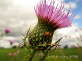 Ladybug on a Thistle Bloom