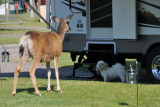 Confrontation in the campground!