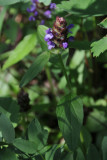 Common Selfheal - healall