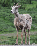 Scruffy Looking Mountain Goat