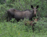 These moose are all ears!