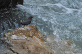 American Dipper