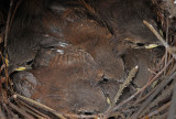 Six Wrens almost ready to leave the nest