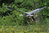 Heron Takeoff