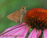 Cone Flower Visitor