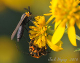 Virginia Ctenucha Moth, with Longhorned Beegles