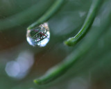 Pine Needle Prism