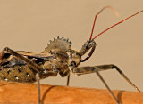 Adult Wheel Bug (Assissin Bug)