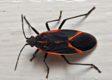 Halloween Colored Bug