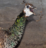 Peacock Attitude