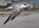 Royal Tern