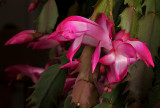 Christmas Cactus Blooms (for Thanksgiving?)