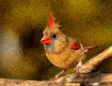 Female Cardinal with Photoshop Pixelbender