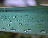 Rain on the Yucca