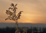 Weed & Sunset