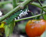 Tomato Worm with Braconid Wasp Larva parasites