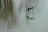 Heron on a cold winter day