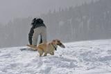 Snow dog