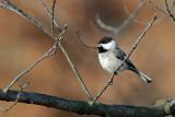 Chickadee