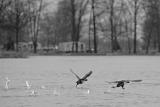 American Coots taking off