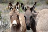 Wild donkeys