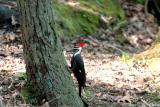 Pileated Woodpecker (crow sized bird)