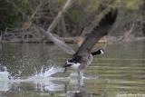 Canadian Goose takeoff