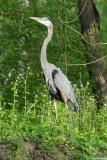 Blue Heron posing