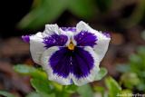Pansy bloom