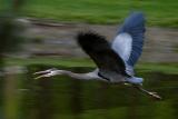 Blue Heron takeoff