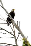 Bald Eagle on St. Marys. Sunday morning