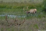 Stag party at the Elks Club