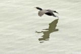 Cormorant flying low