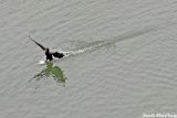 Stand up landing ( Cormorant )