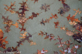 Oak Leaves Frozen in the Ice