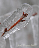 Thick Ice on Buds