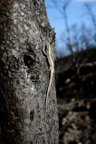 Survivor - a lizard climbing a tree thats been burnt by wildfire. 500m further 42 people on a bus found death in the flames.