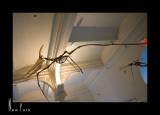 Museum of Natural History_D2B3521.jpg