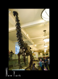 Museum of Natural History_D2B3523.jpg