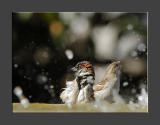 Bird Bath!