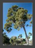 Giant Broccoli Trees