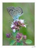 Butterfly - 3107.jpg