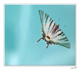 Butterfly - 3606.jpg