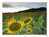Sunflower - 3394.jpg