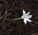 _MG_9359 Lily.jpg