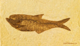 CRW_9283-FossilizedFish.jpg