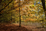 Little Wold Plantation near Brantingham IMG_2424.jpg