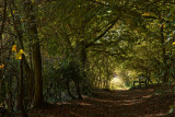 Little Wold Plantation near Brantingham IMG_2400.jpg