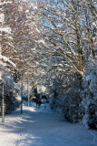 Cottingham snow IMG_5010.jpg